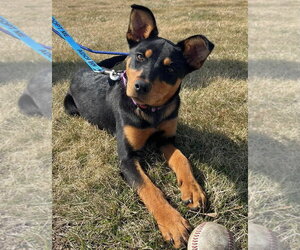 Black Mouth Cur-Rottweiler Mix Dogs for adoption in GILBERTS, IL, USA