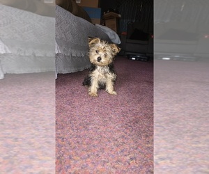 Yorkshire Terrier Puppy for Sale in BENSON, North Carolina USA