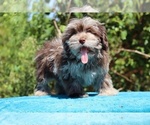 Small #1 ShihPoo