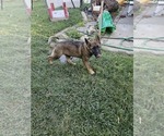 Small Photo #12 German Shepherd Dog Puppy For Sale in MODESTO, CA, USA