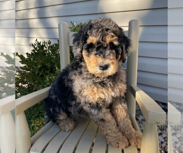 Medium Photo #2 Goldendoodle (Miniature) Puppy For Sale in NEWPORT, PA, USA