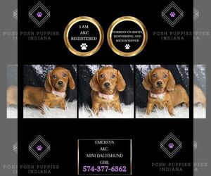 Dachshund Puppy for sale in WARSAW, IN, USA