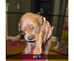 Puppy Teddy Goldendoodle (Miniature)