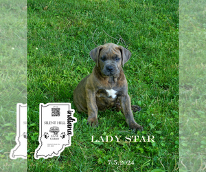 Cane Corso Puppy for sale in SPRINGVILLE, IN, USA