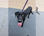Small #3 German Shorthaired Lab