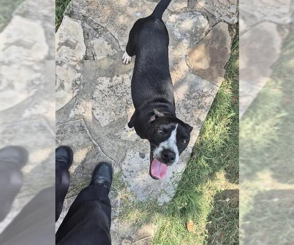 Medium Photo #1 Mutt Puppy For Sale in San Antonio, TX, USA