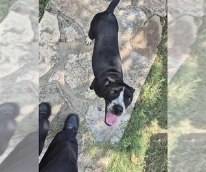 Mutt Dogs for adoption in San Antonio, TX, USA