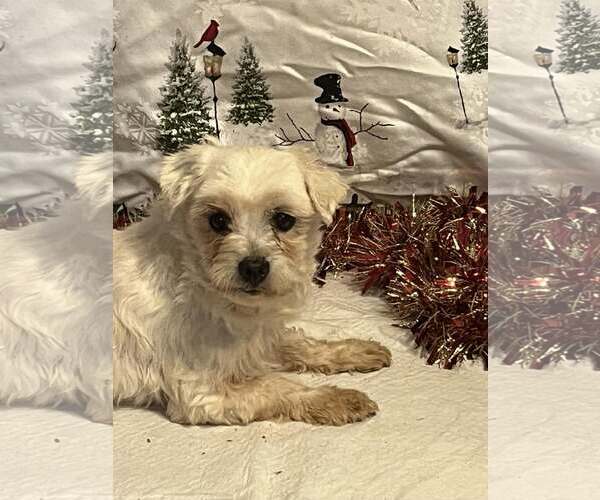 Medium Photo #6 Maltese Puppy For Sale in HOPKINSVILLE/PRINCETON, KY, NH, USA