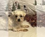 Small #5 Maltese