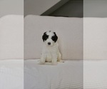 Puppy Charlotte Bernedoodle