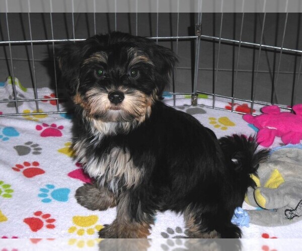 Medium Photo #3 Havashire Puppy For Sale in ORO VALLEY, AZ, USA