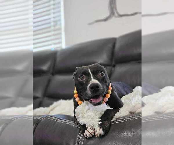 Medium Photo #18 American Pit Bull Terrier-Labrador Retriever Mix Puppy For Sale in Brewster, NY, USA