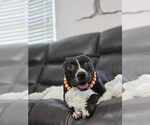 Small #17 American Pit Bull Terrier-Labrador Retriever Mix