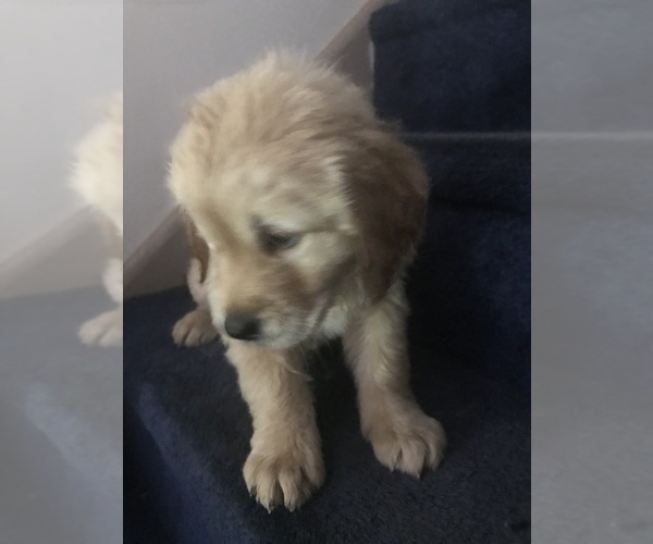 Medium Photo #9 Golden Retriever Puppy For Sale in BARRE, MA, USA
