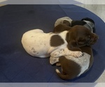 Small Photo #5 German Shorthaired Pointer Puppy For Sale in FREMONT, NE, USA