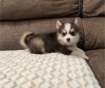 Puppy Thor Pomsky