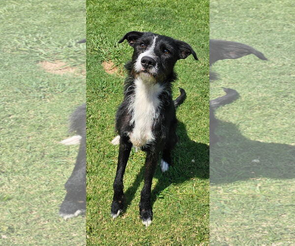 Medium Photo #1 Mutt Puppy For Sale in Grovetown, GA, USA
