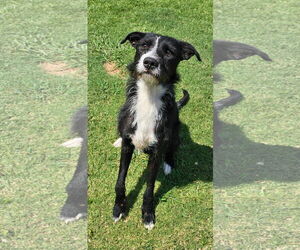 Mutt Dogs for adoption in Grovetown, GA, USA