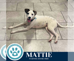 Small #11 Boxer Mix