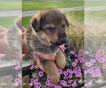 Puppy Sierra Girl German Shepherd Dog