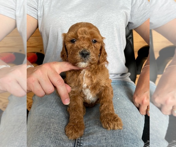 Medium Photo #4 Goldendoodle Puppy For Sale in BERLIN, NJ, USA