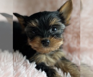 Yorkshire Terrier Puppy for sale in BERWYN, IL, USA