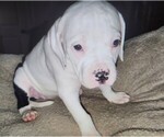 Small #8 American Bulldog