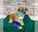 Small Photo #3 Boxer-Colonial Cocker Spaniel Mix Puppy For Sale in Kennesaw, GA, USA