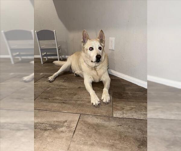 Medium Photo #1 Siberian Husky-Unknown Mix Puppy For Sale in Las Vegas, NV, USA