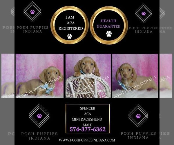 Medium Photo #2 Dachshund Puppy For Sale in WARSAW, IN, USA