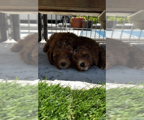 Medium Photo #4 Goldendoodle (Miniature) Puppy For Sale in APTOS, CA, USA