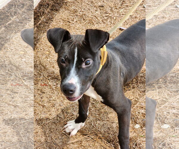 Medium Photo #3 Mutt Puppy For Sale in Hilton Head, SC, USA