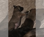 Small Photo #23 Belgian Malinois Puppy For Sale in HARKER HEIGHTS, TX, USA