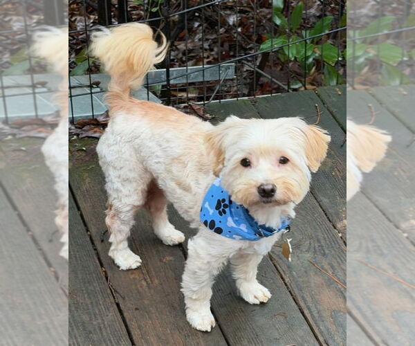 Medium Photo #9 Mutt Puppy For Sale in Ellijay, GA, USA