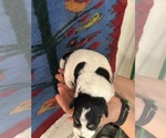 Small #6 Pembroke Welsh Corgi-Poodle (Miniature) Mix