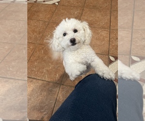 Poodle (Standard) Puppy for sale in MORENO VALLEY, CA, USA