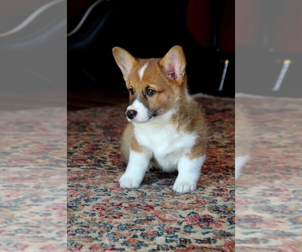 Medium Photo #16 Pembroke Welsh Corgi Puppy For Sale in FAIR GROVE, MO, USA