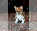 Small Photo #16 Pembroke Welsh Corgi Puppy For Sale in FAIR GROVE, MO, USA