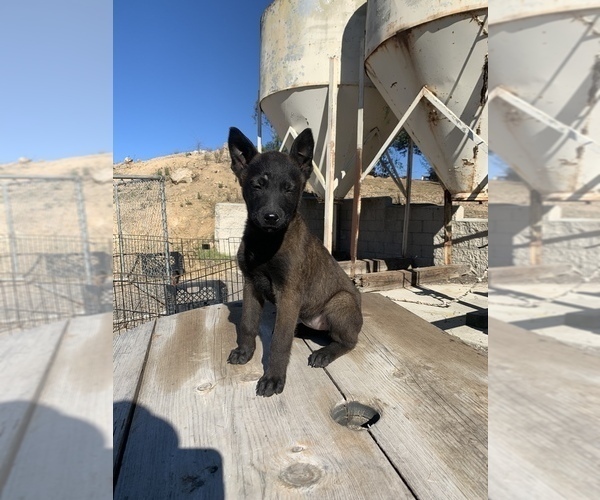 Medium Photo #2 Belgian Malinois Puppy For Sale in SPRING VALLEY, CA, USA