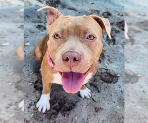 Medium American Staffordshire Terrier