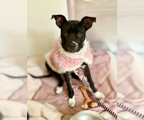 Medium Photo #3 Boston Terrier-Unknown Mix Puppy For Sale in West Cornwall, CT, USA