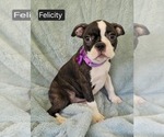 Small #1 Boston Terrier