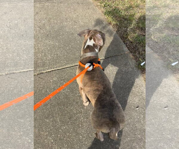 Medium Photo #10 Bull Terrier-Unknown Mix Puppy For Sale in Holly Springs, NC, USA