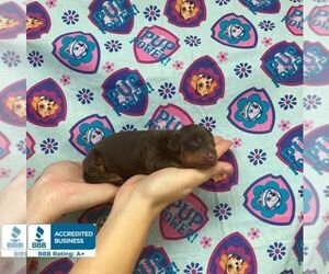 Dachshund Puppy for sale in WINNSBORO, LA, USA