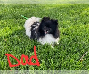 Father of the Pomeranian puppies born on 04/12/2025