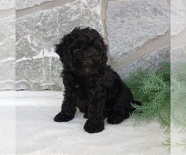 Medium Photo #2 Poodle (Miniature) Puppy For Sale in GORDONVILLE, PA, USA
