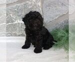 Small #1 Poodle (Miniature)