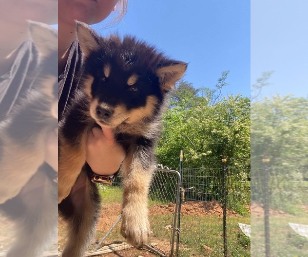 Medium Photo #5 Gerberian Shepsky Puppy For Sale in HAYDEN, AL, USA