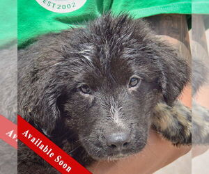 German Shepherd Dog-Unknown Mix Dogs for adoption in Huntley, IL, USA