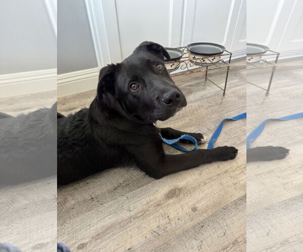 Medium Photo #1 Labrador Retriever-Unknown Mix Puppy For Sale in San Diego, CA, USA
